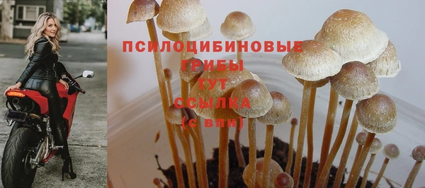 PSILOCYBIN Белоозёрский